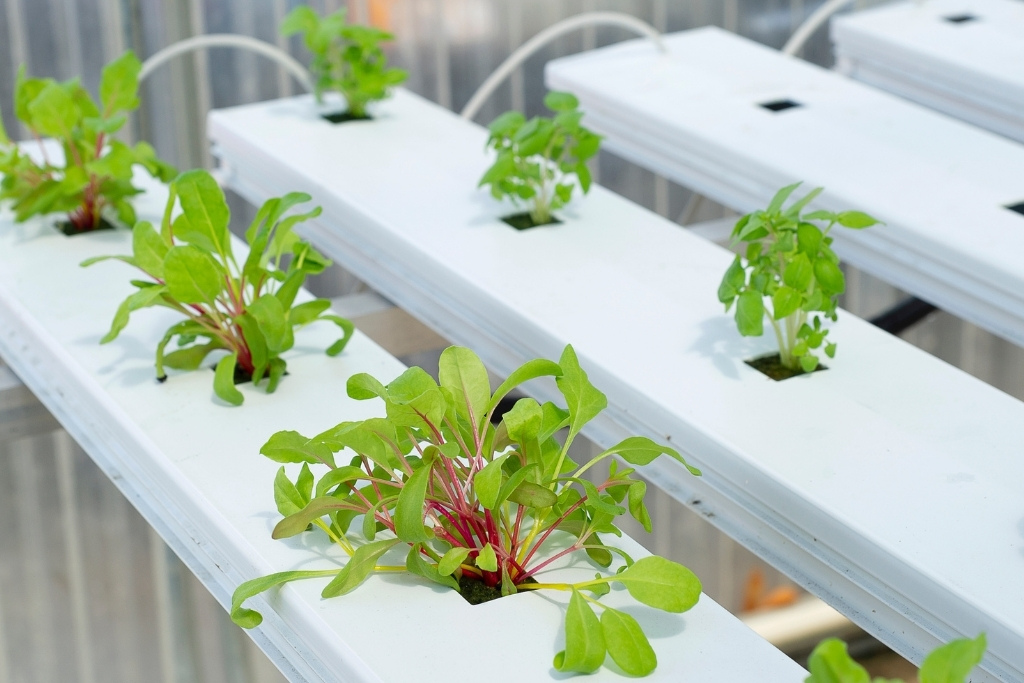 hydroponic lettuce