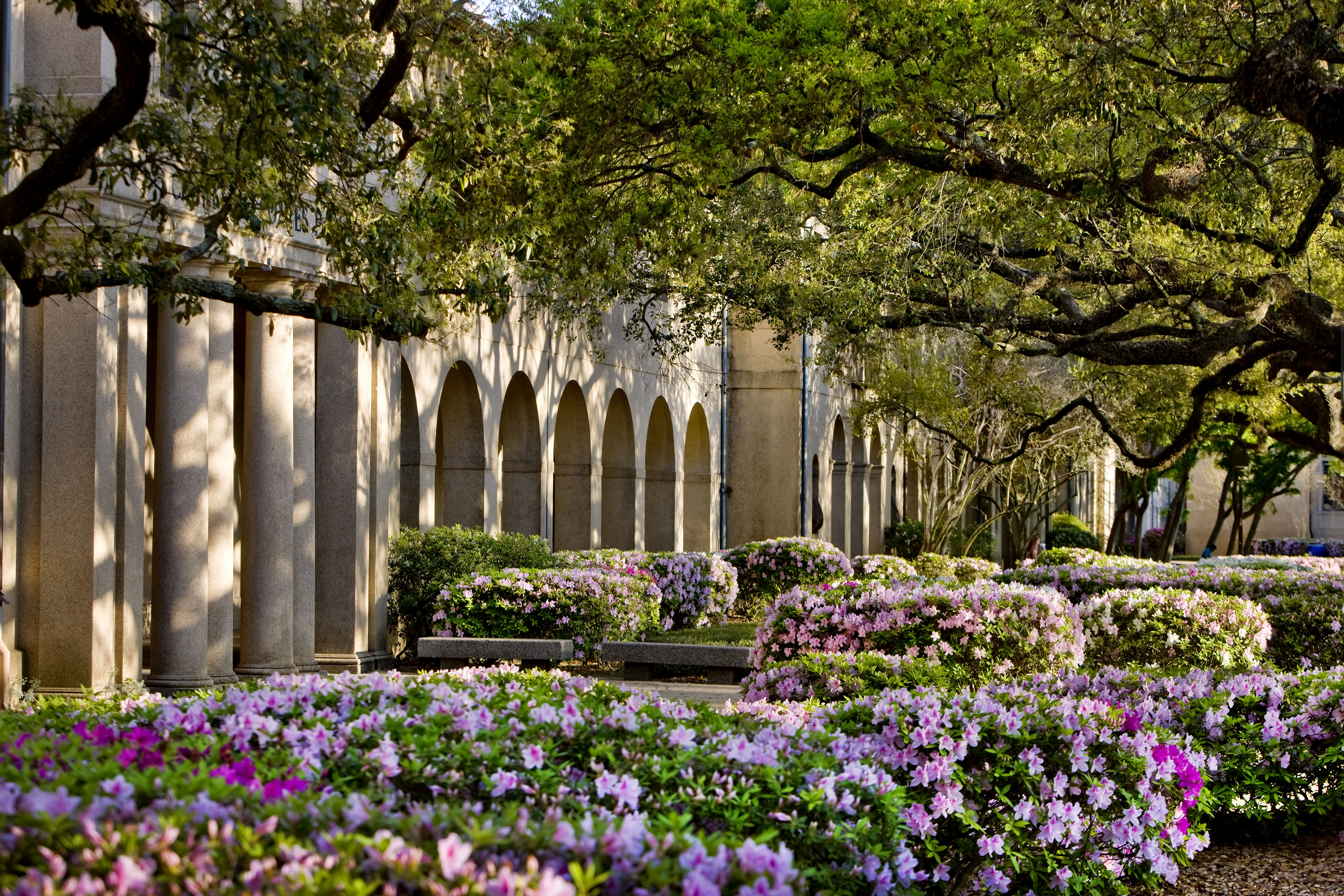 azaleas in bloom in main quad