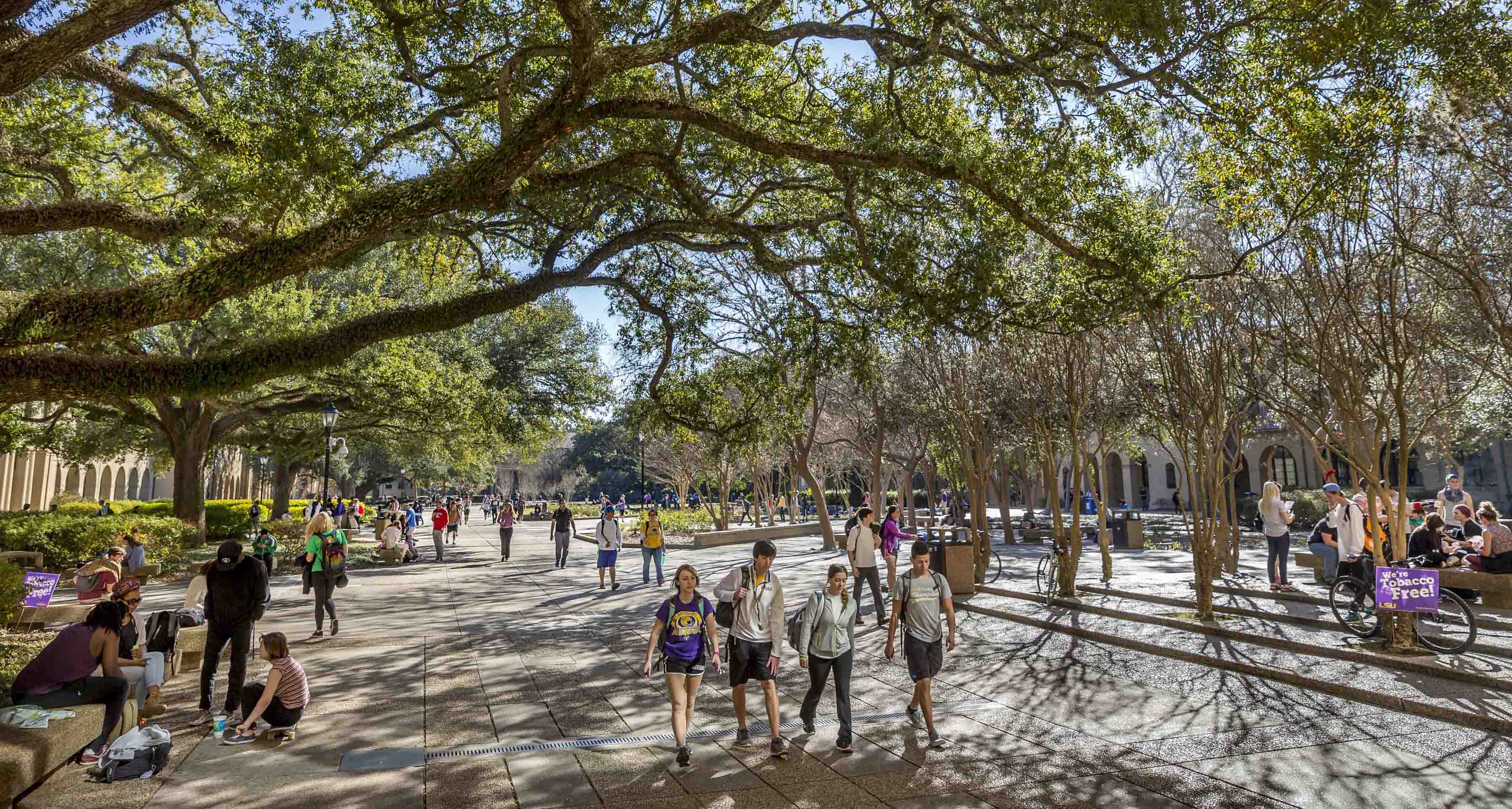 students walking in LSU quad