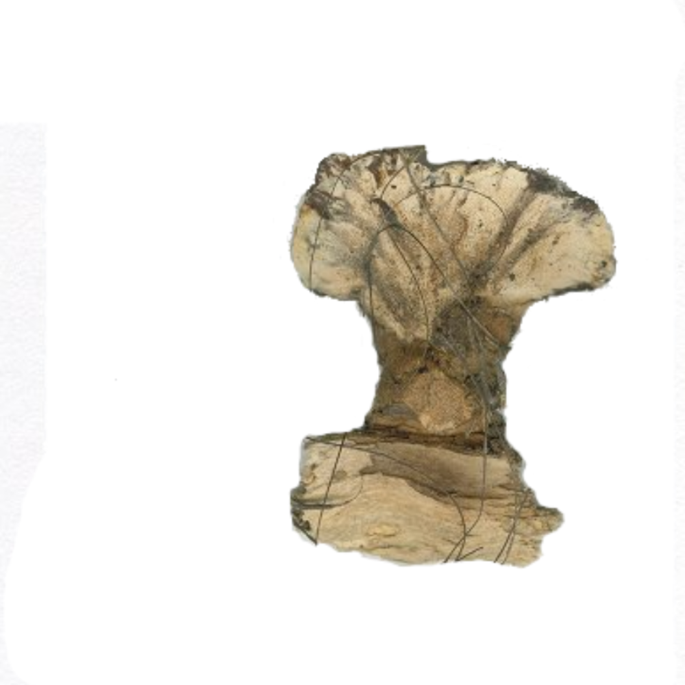 polyporus