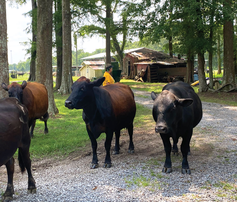 Lisa Scrantz and her cows