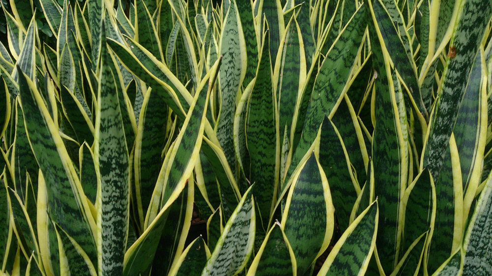 sansevieria